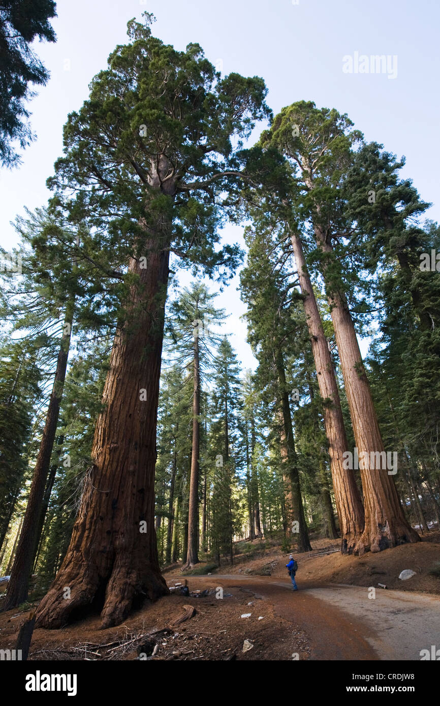 Sequoie giganti (Sequoiadendron giganteum), di Mariposa Grove, del Parco Nazionale Yosemite, di Yosemite, California, Stati Uniti d'America Foto Stock