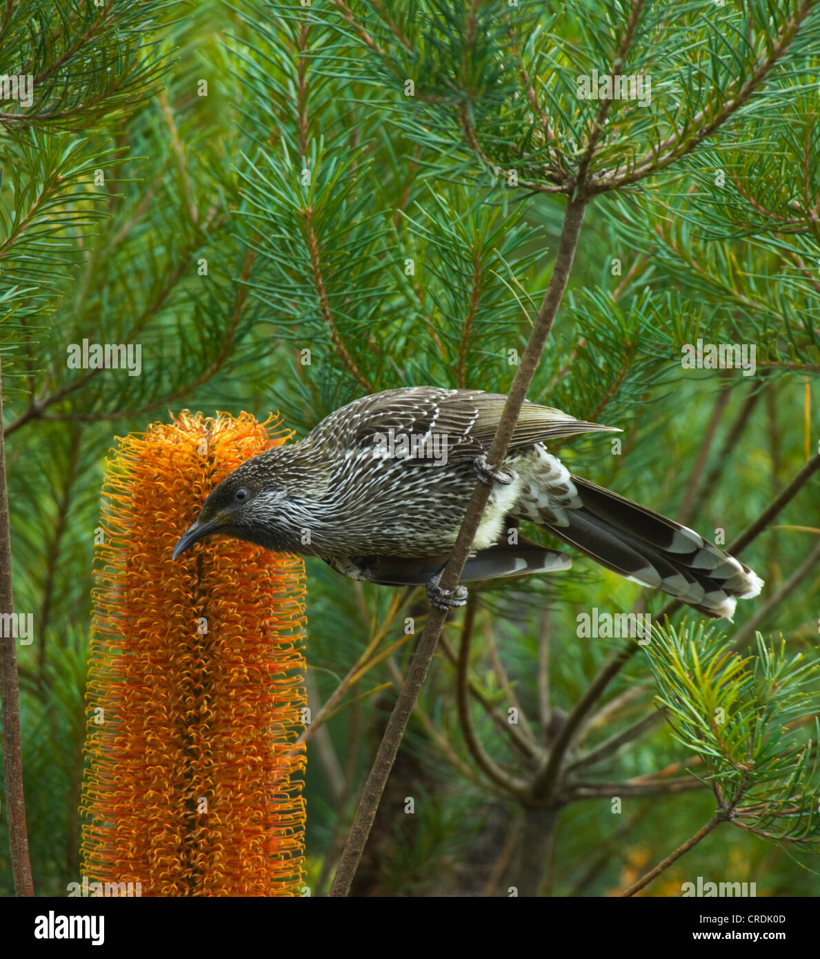 Poco Wattlebird (Anthochaera chrysoptera) sulla Banksia spinulosa x ericifolia gigante (candele) Foto Stock