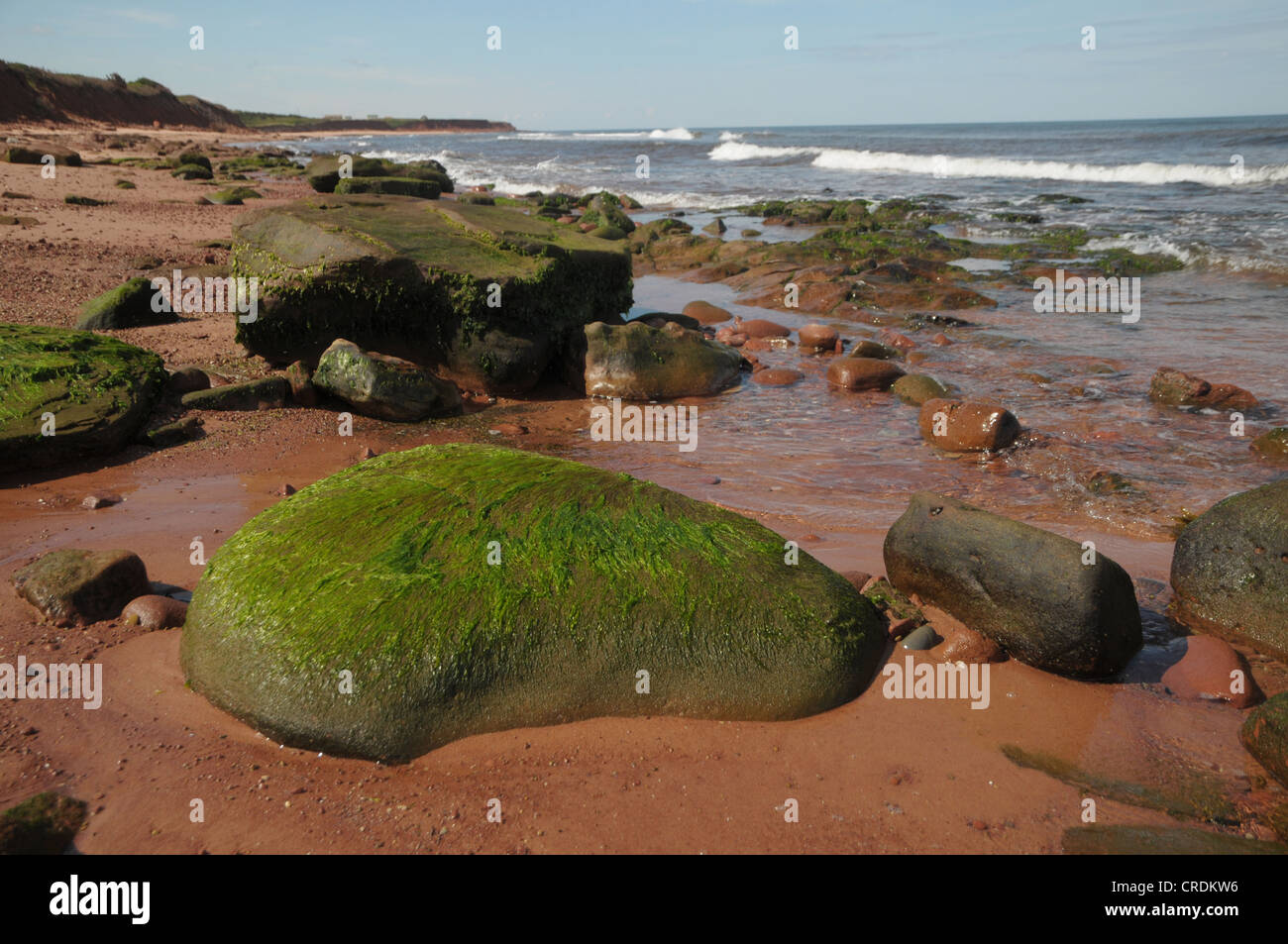 Moss copre alcune delle rocce su una spiaggia a Prince Edward Island, Canada. Foto Stock