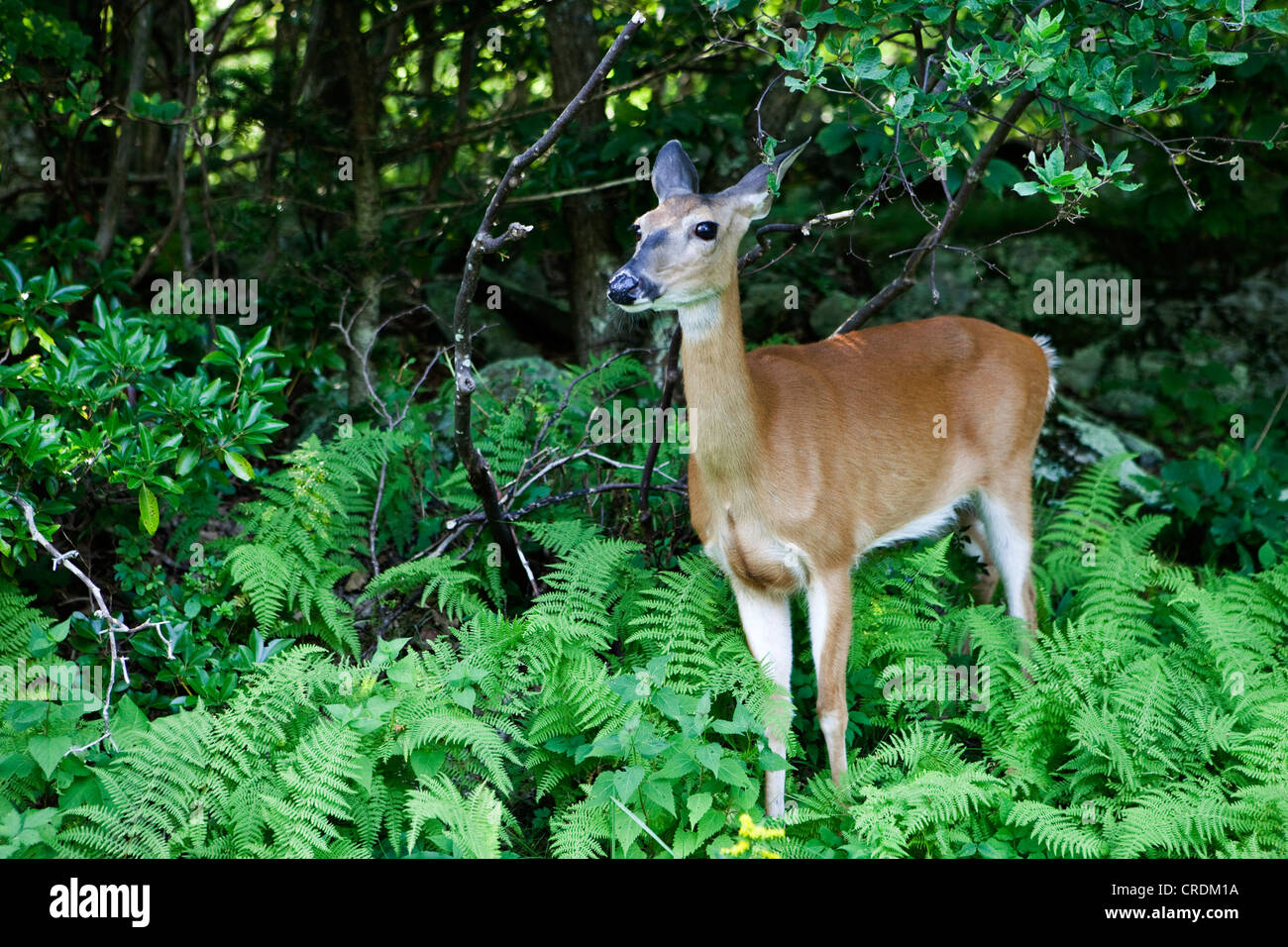 White-Tailed Deer o Virginia Deer (Odocoileus virginianus) nel Parco Nazionale di Shenandoah, Shenandoah Valley, Virginia, Stati Uniti d'America Foto Stock