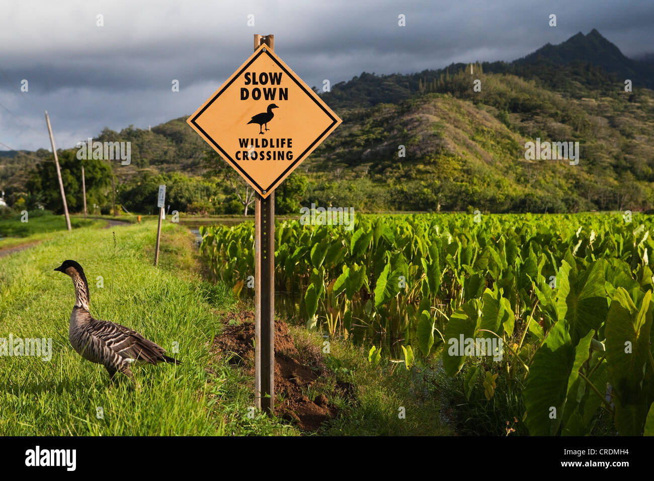 Nene o oca hawaiana (Branta sandvicensis), sul bordo di un campo di Taro, accanto al segno di avvertimento di animali selvatici crossing Foto Stock