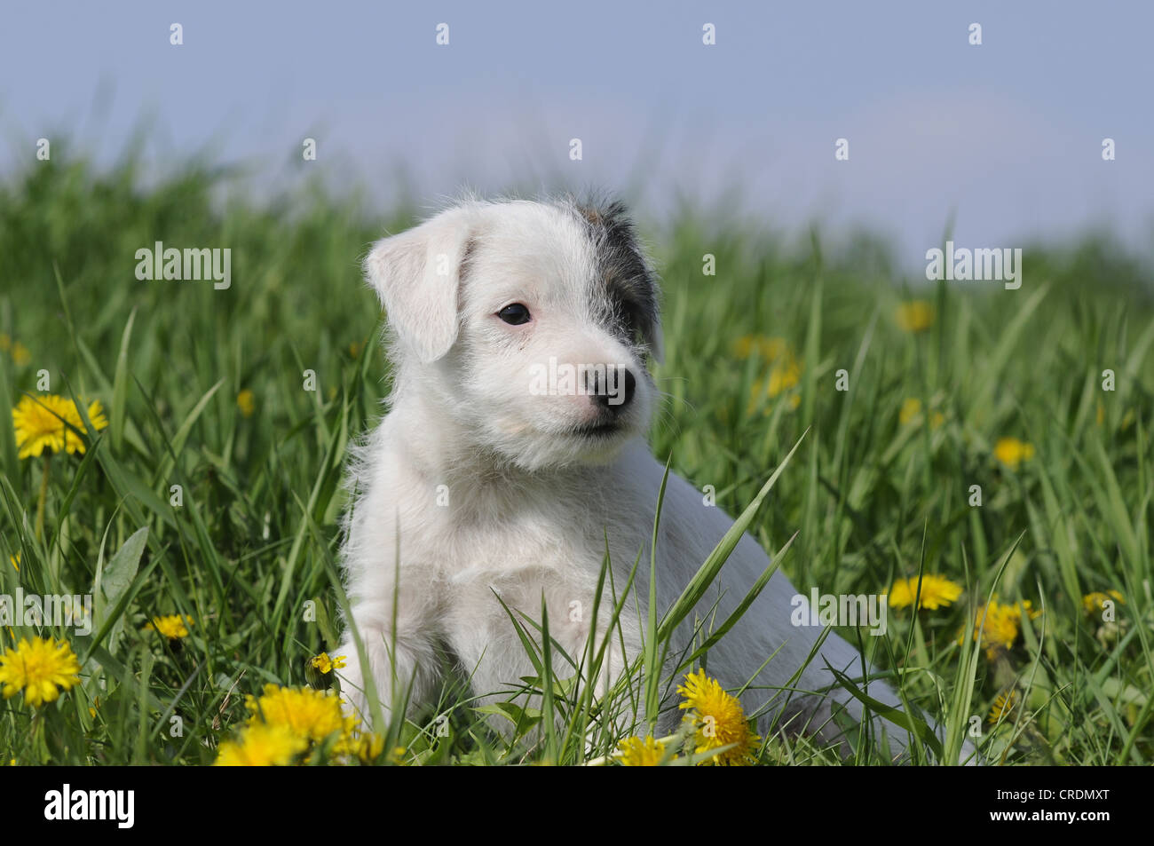 Parson Russell Terrier, cucciolo, seduto su un prato di dente di leone Foto Stock