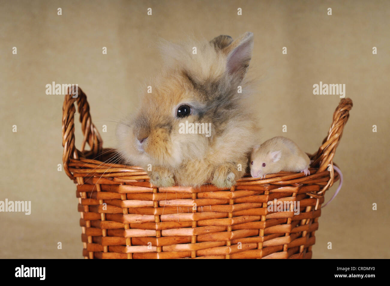 Marrone-spotted coniglio nano e un mouse marrone in un cesto di vimini Foto Stock