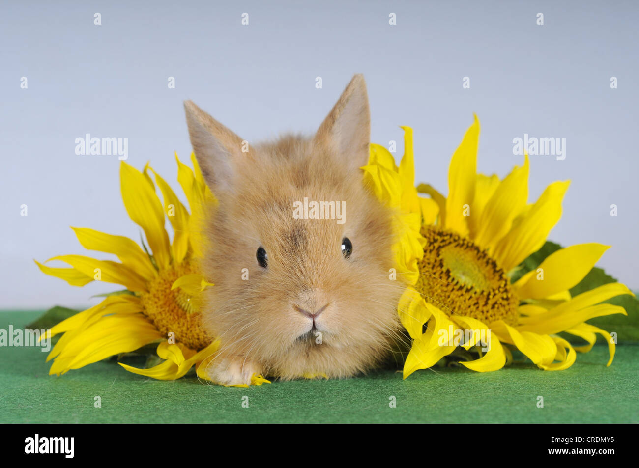 Marrone-spotted coniglio nano che giace accanto a girasoli Foto Stock