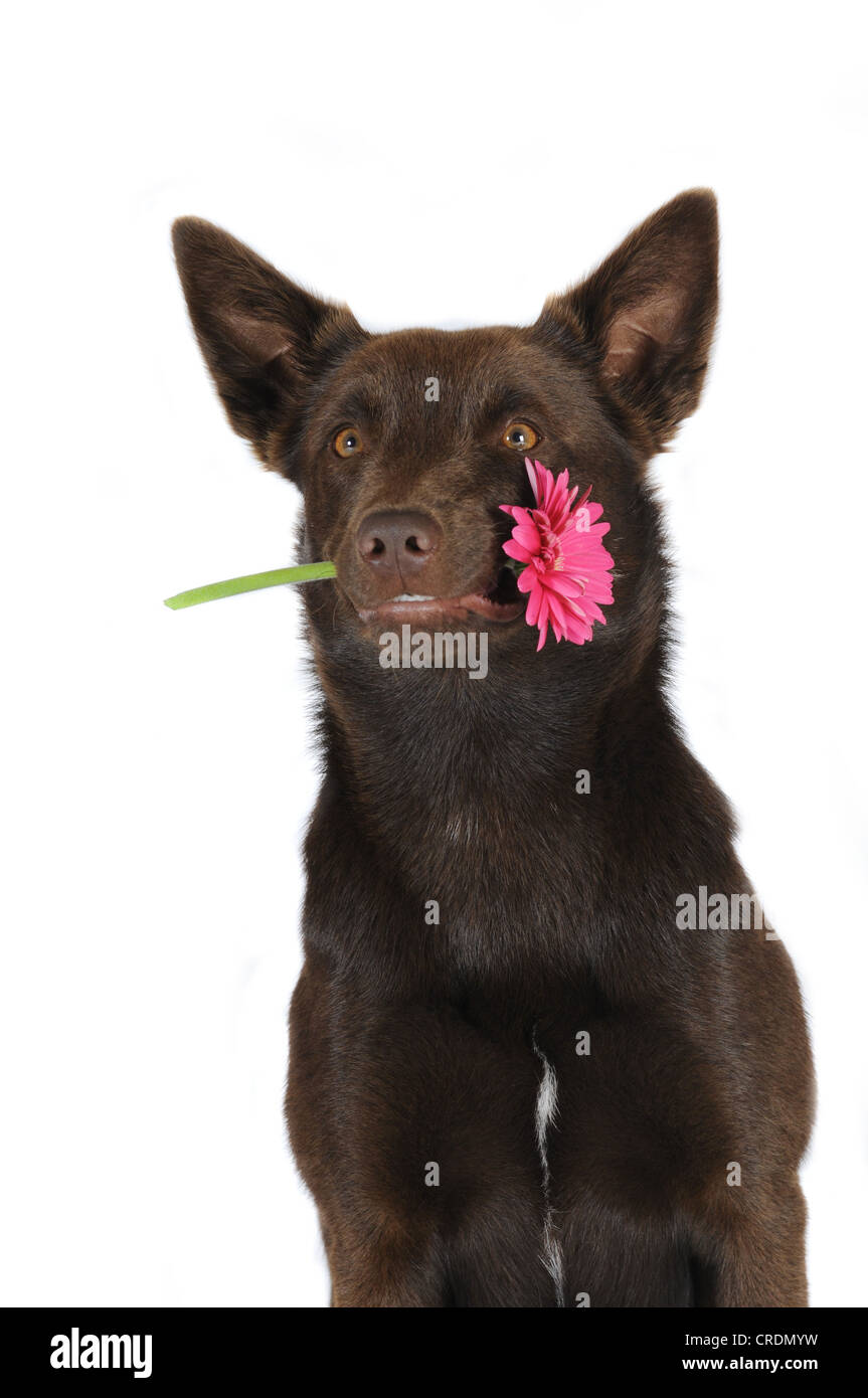 Australian Kelpie, color cioccolato, tenendo pink gerbera nella sua bocca, ritratto Foto Stock