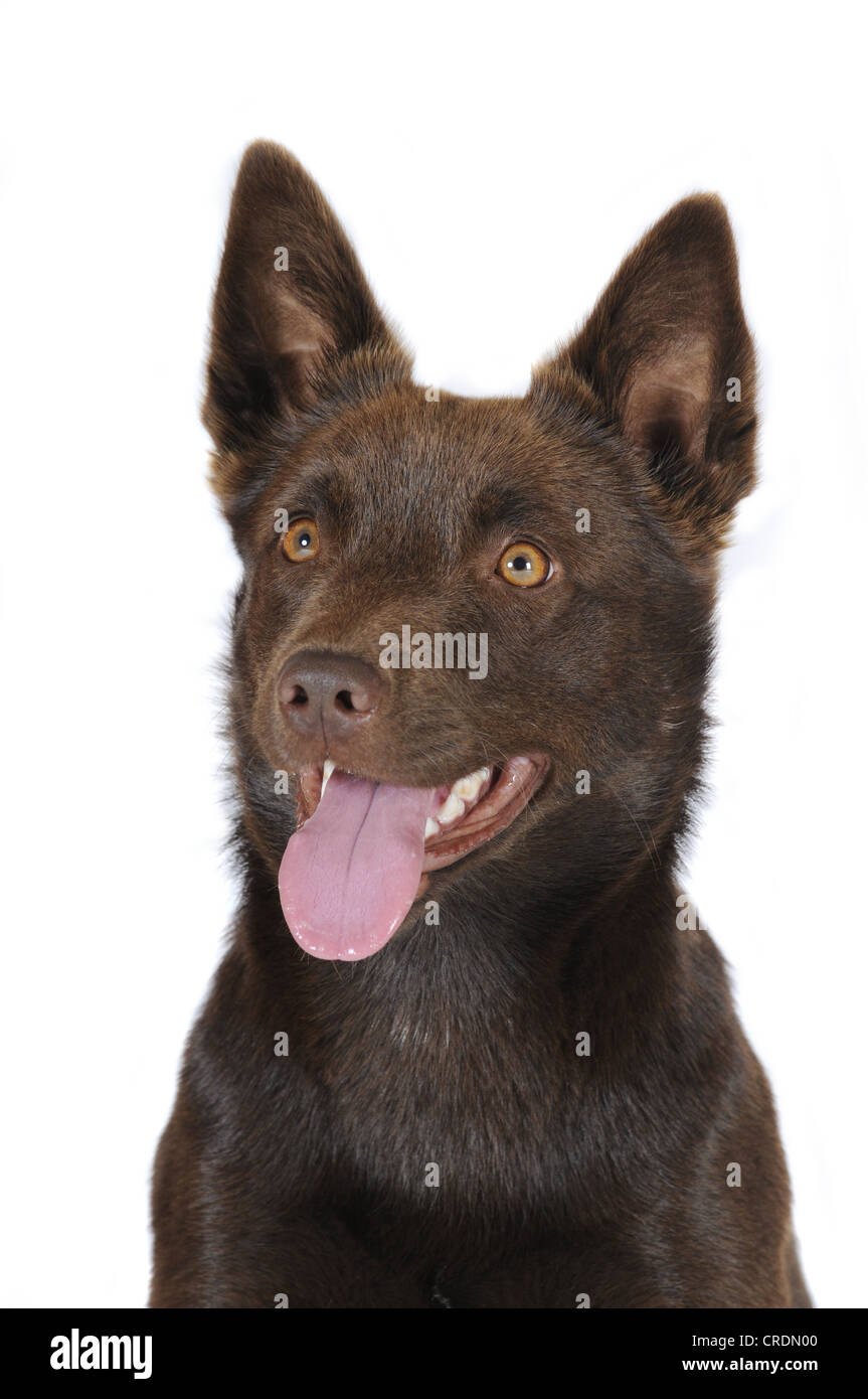 Australian Kelpie, color cioccolato, ritratto Foto Stock