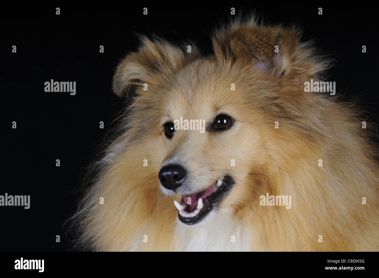Sheepdog Shetland, Sheltie, sable colorato Foto Stock