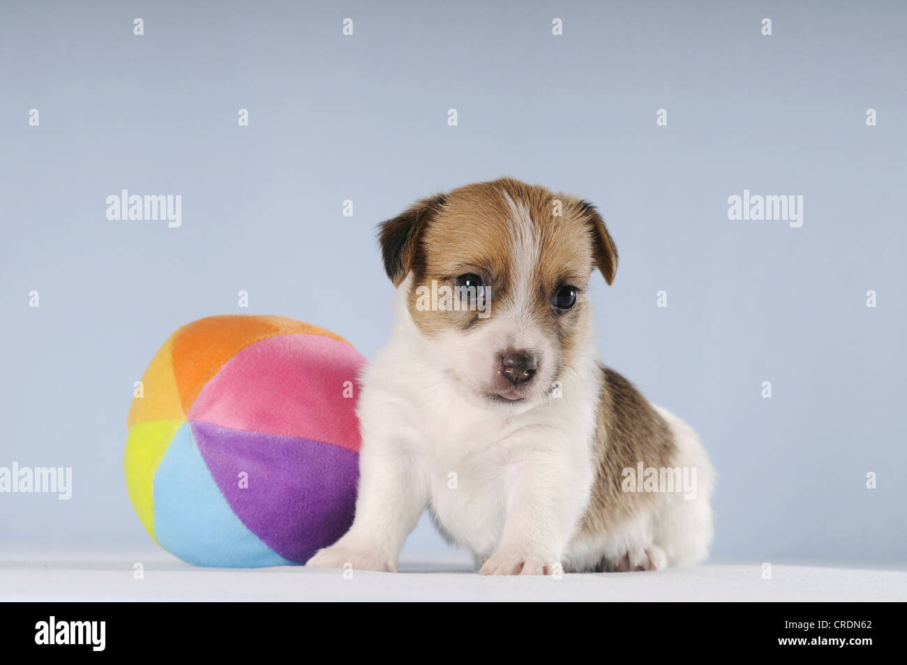 Jack Russell Terrier cucciolo seduto accanto a una sfera colorata Foto Stock