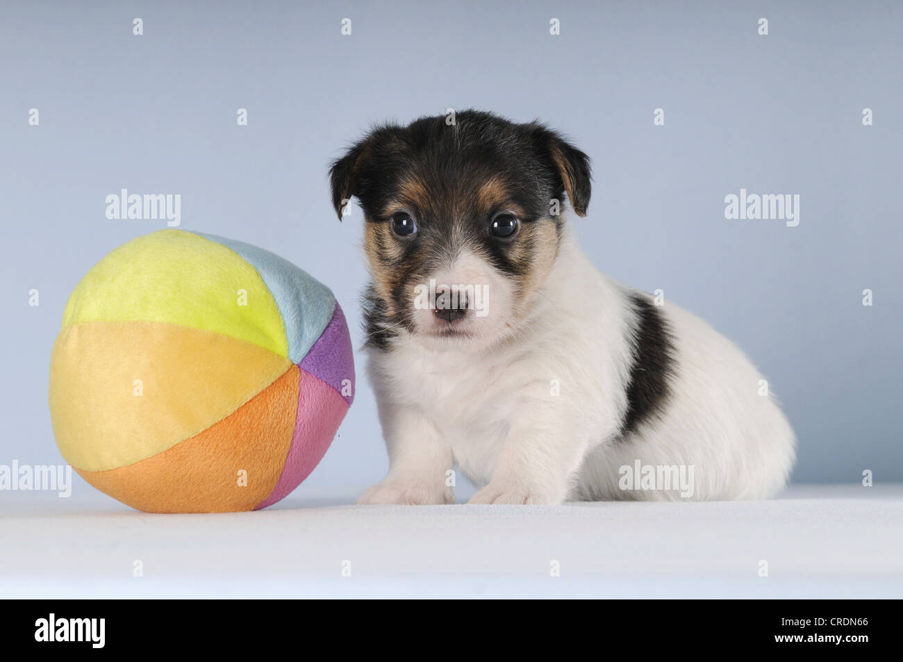 Jack Russell Terrier cucciolo seduto accanto a una sfera colorata Foto Stock