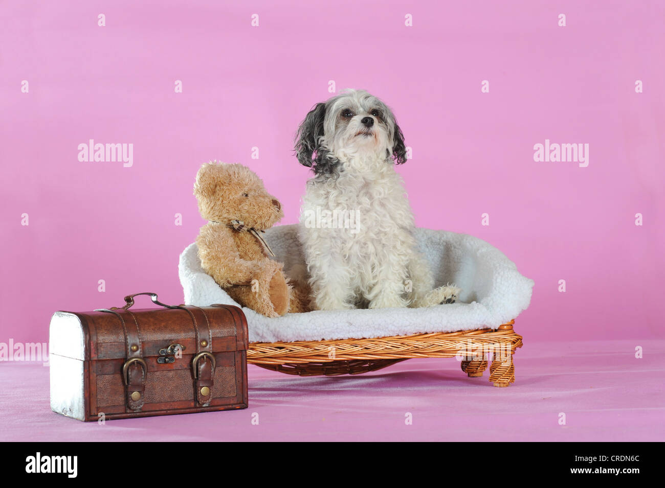 Crested cinese cane glabre, Powderpuff, giacente su un banco di lavoro basso, accanto a un orsacchiotto di peluche e una piccola valigia Foto Stock