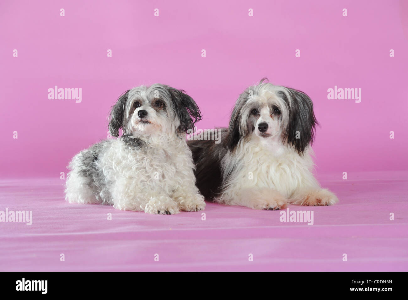Due crestato cinese glabre cani, Powderpuffs, giacente Foto Stock
