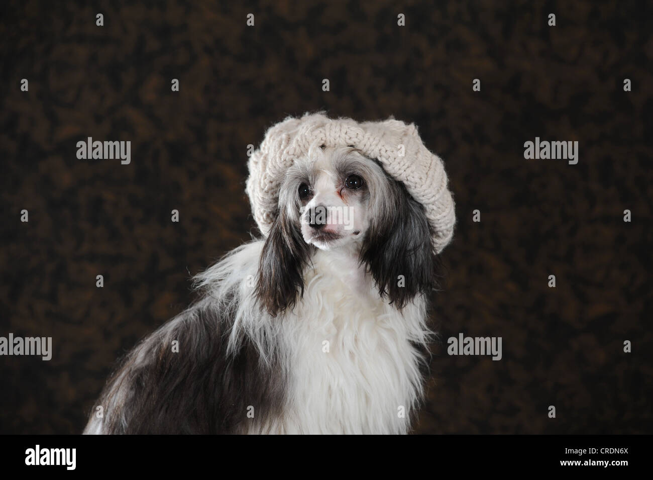 Crested cinese cane glabre, Powderpuff, indossando una luce colorata cappuccio a maglia Foto Stock
