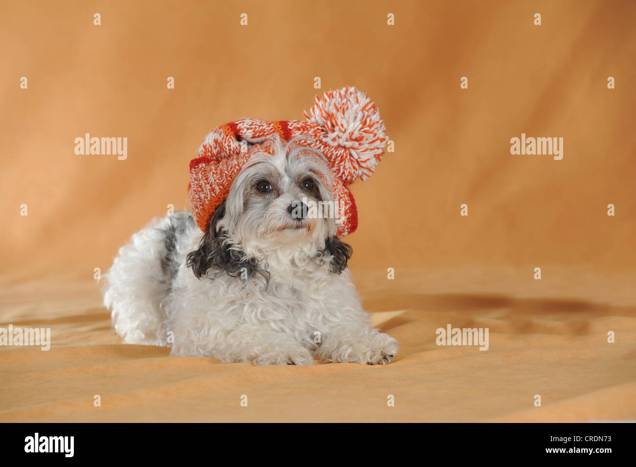 Crested cinese cane glabre, Powderpuff, sdraiato, indossando una di colore rosso e tappo bianco Foto Stock
