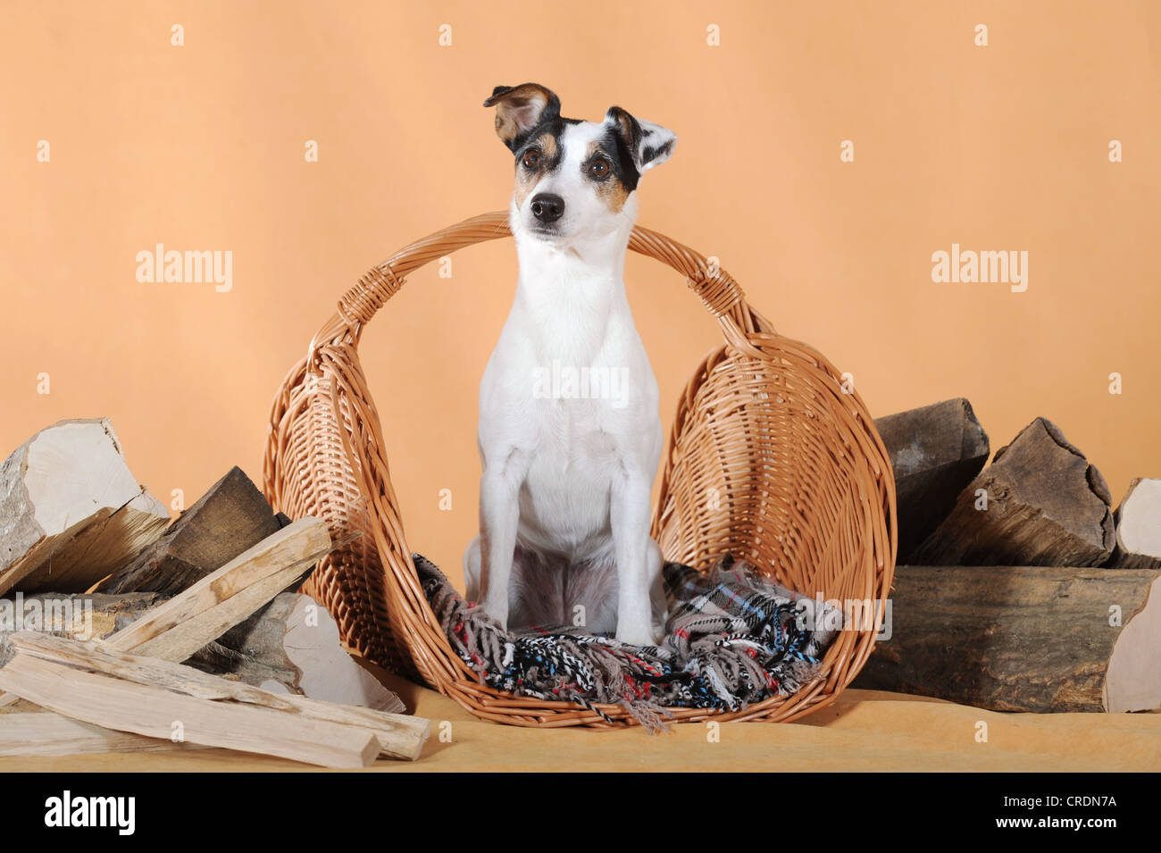 Parson Russell Terrier, seduti in un cestello tra la legna da ardere Foto Stock