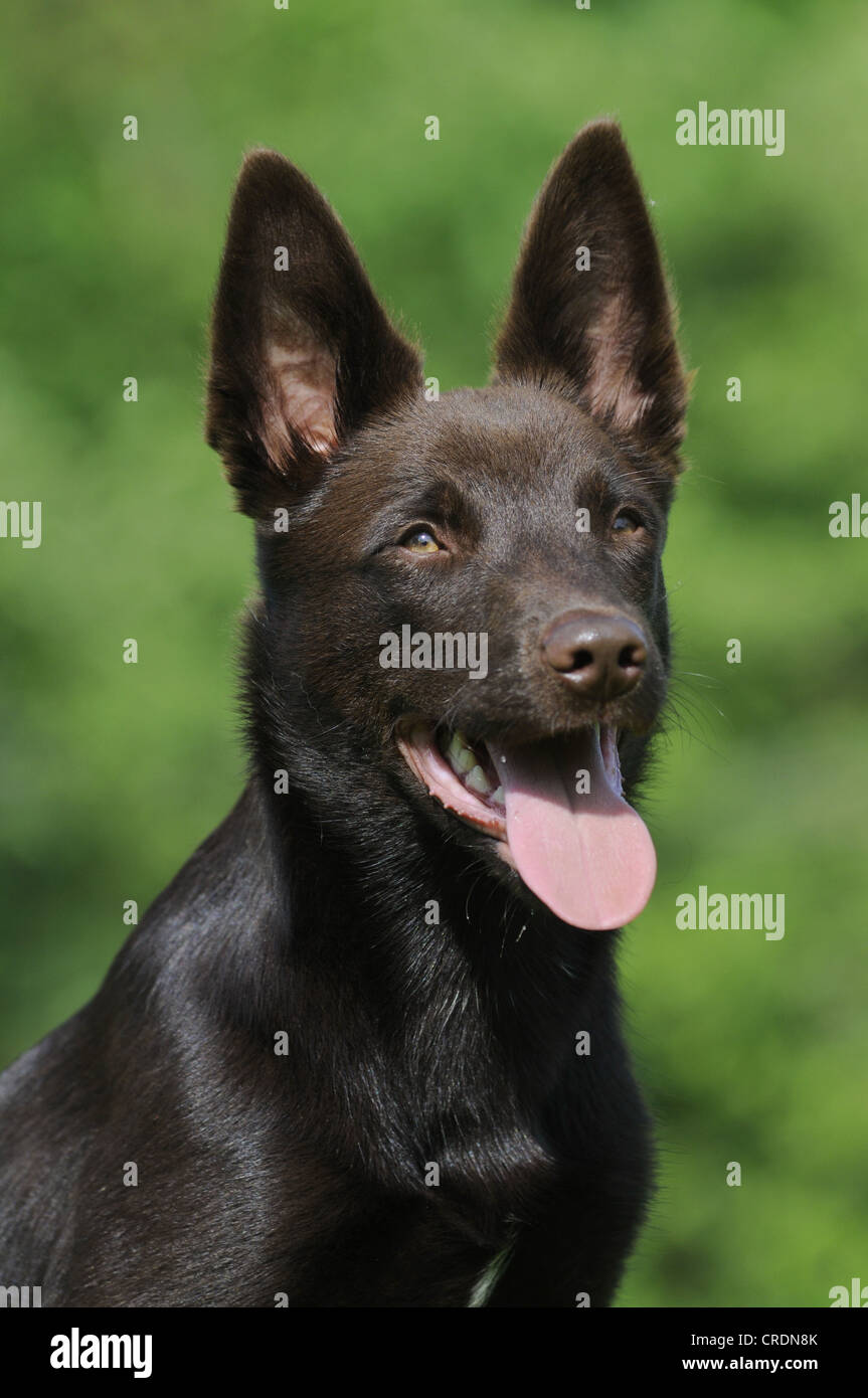 Australian Kelpie, cioccolato colorato, ritratto Foto Stock