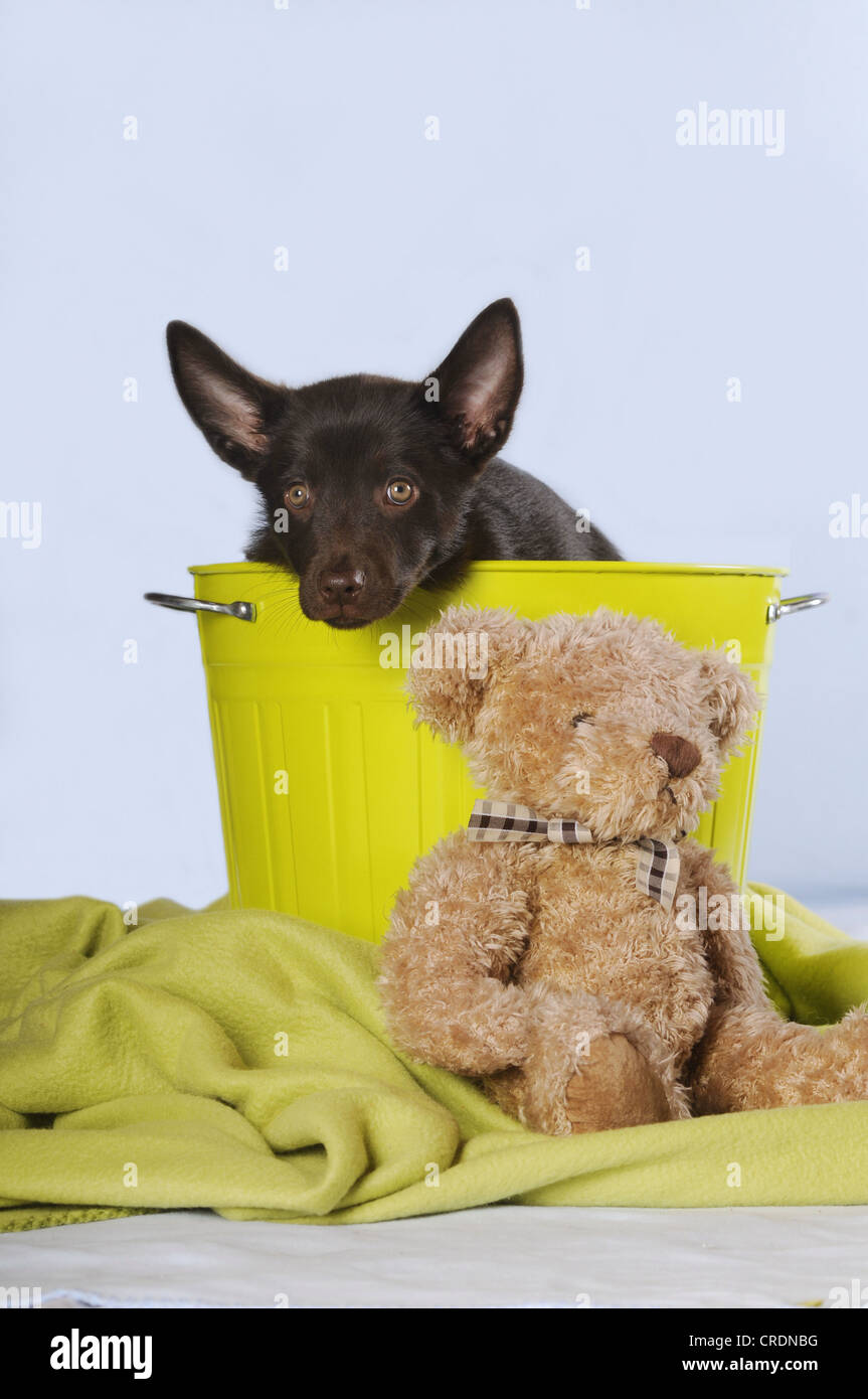 Australian Kelpie cucciolo, cioccolato colorato, seduti in un verde bin, accanto a un orsacchiotto di peluche Foto Stock