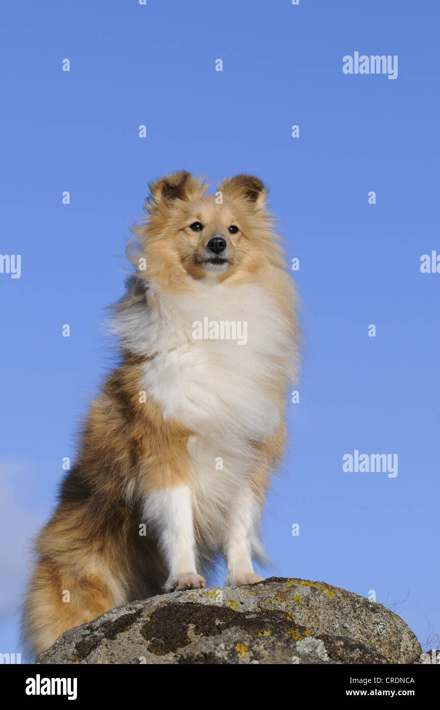Sheltie, Shetland Sheepdog, sable colorati, in piedi sulle rocce Foto Stock