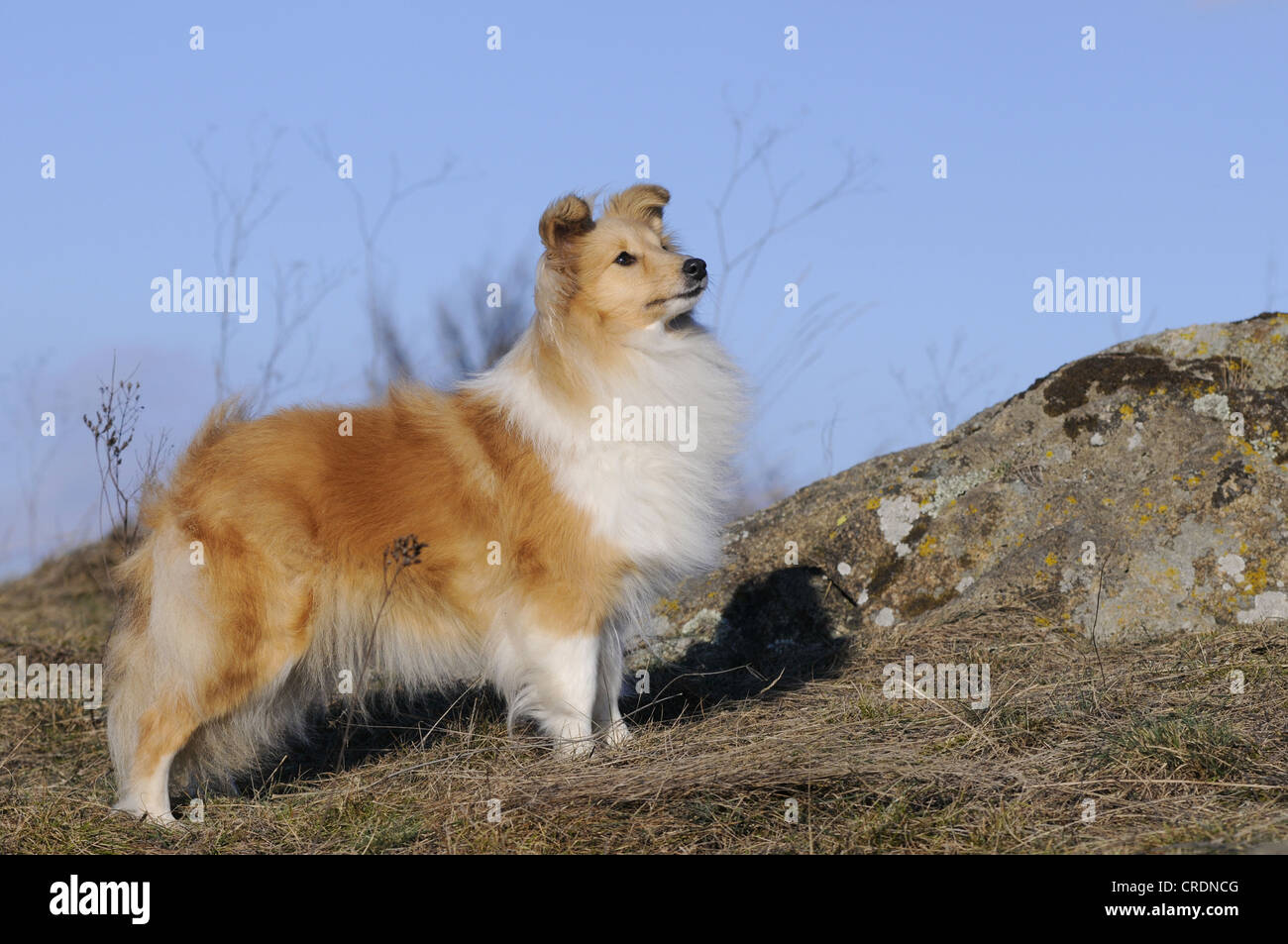 Sheltie, Shetland Sheepdog, sable colorati, in piedi sulle rocce Foto Stock