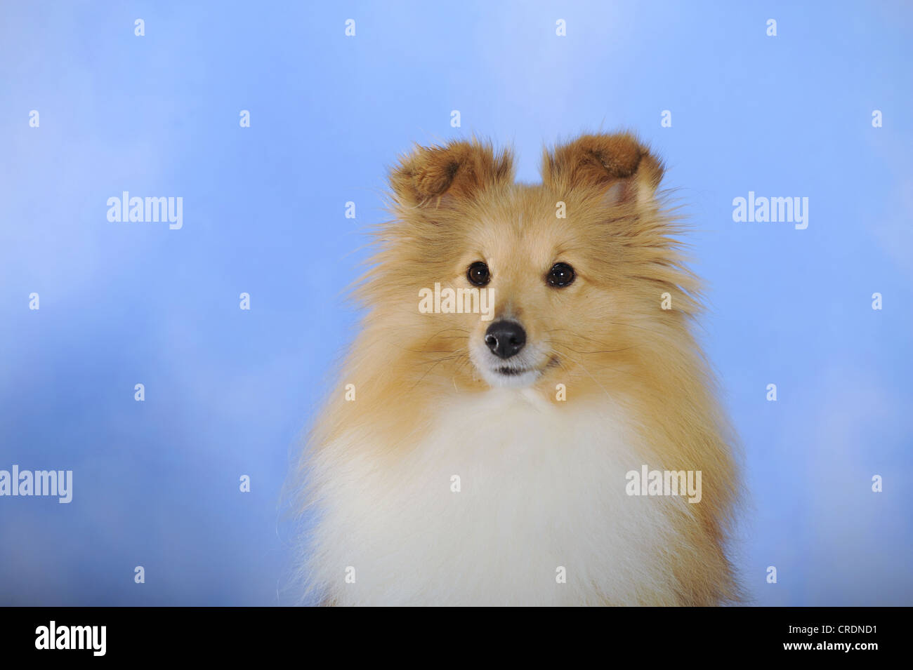 Sheltie, Shetland Sheepdog, sable colorati, ritratto Foto Stock