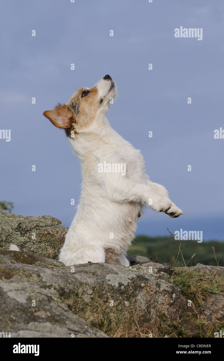 Jack Russell Terrier in piedi sulle zampe posteriori Foto Stock
