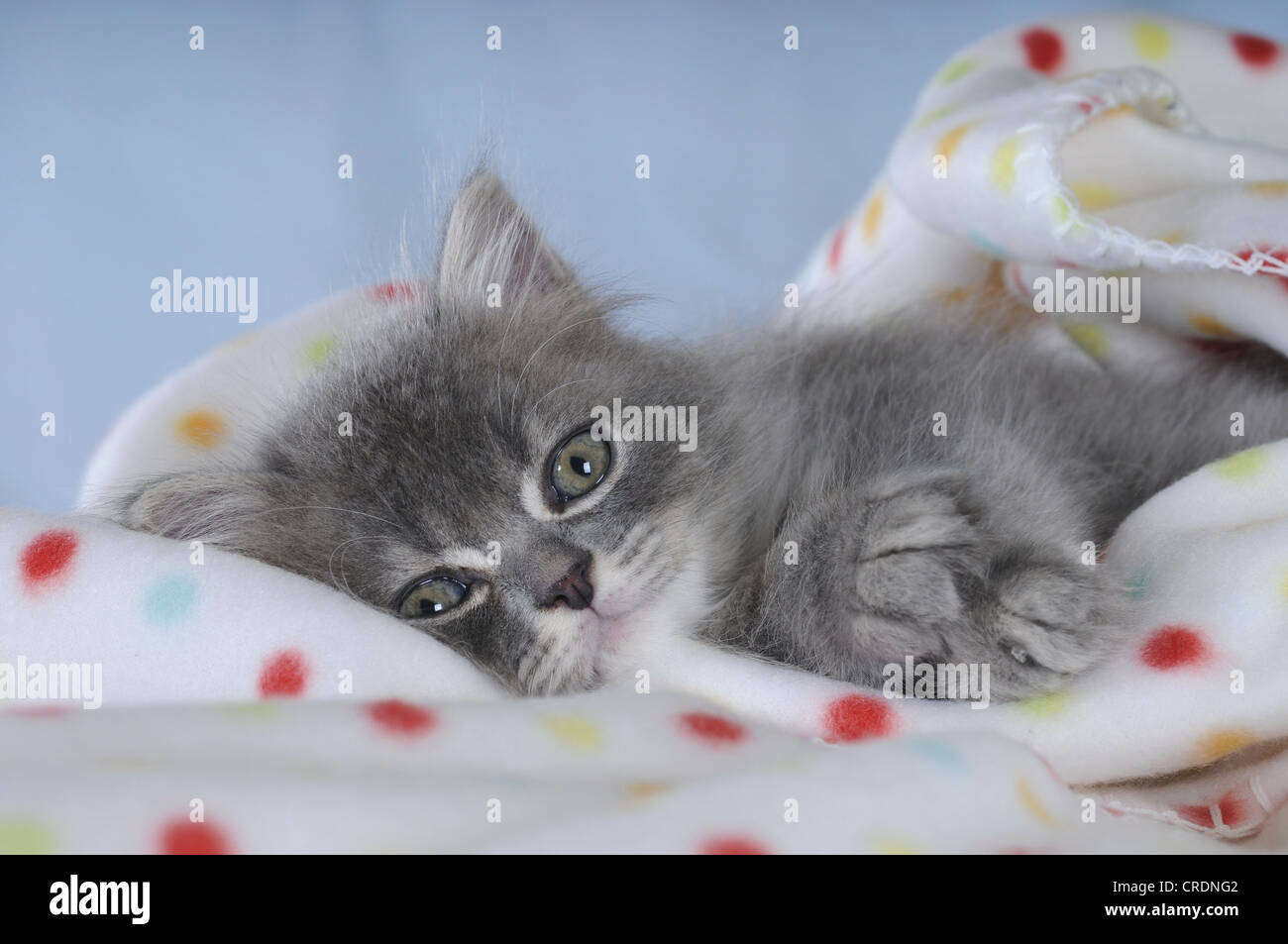 Il persiano gattino su una coperta maculato Foto Stock