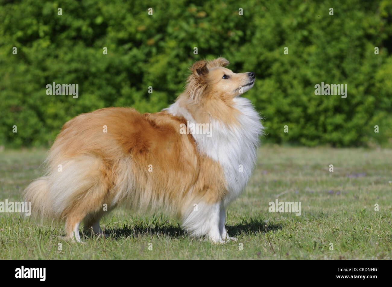 Sheepdog Shetland o Sheltie, sable colorati, in piedi Foto Stock
