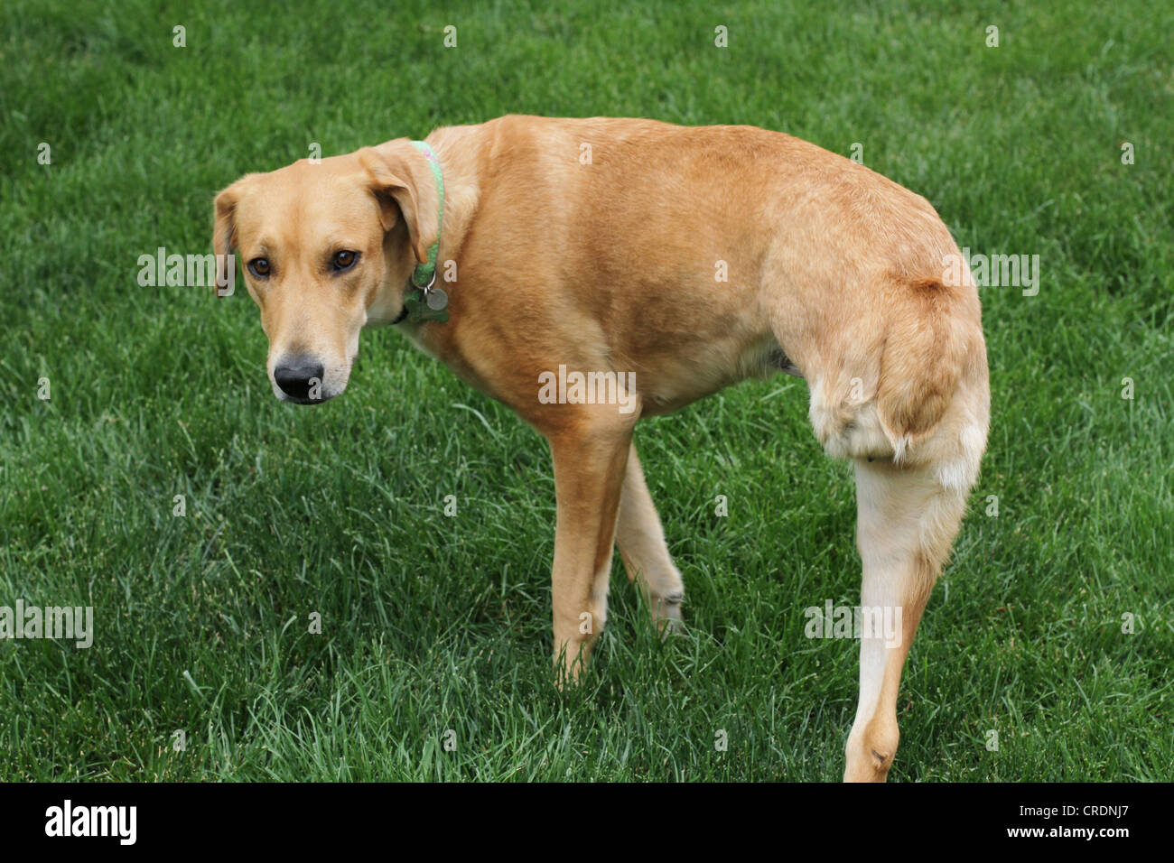 Un tripiede di cane in erba. Foto Stock