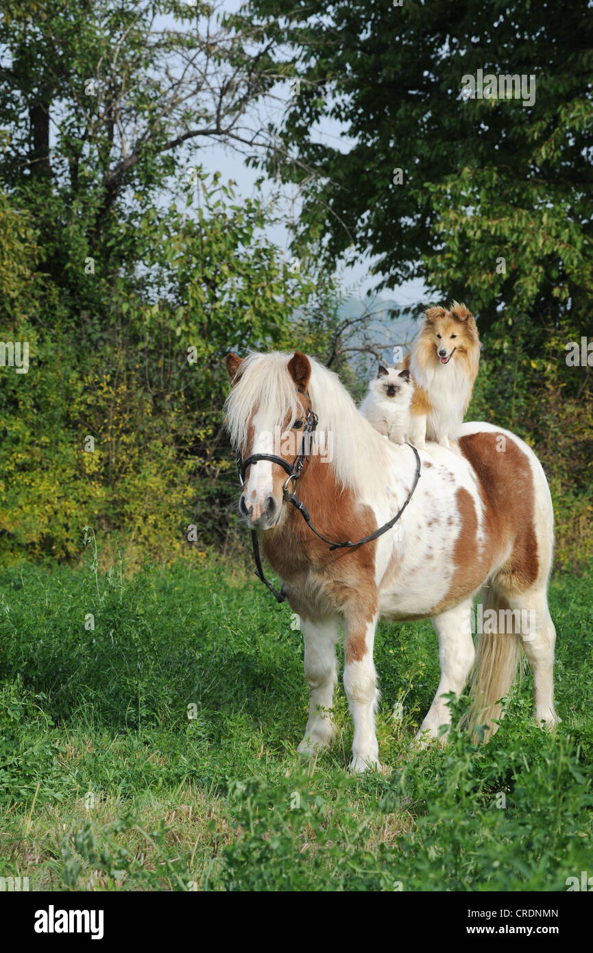 American pony Shetland con un Shetland Sheepdog o Sheltie, e un gatto birmano sulla sua schiena Foto Stock