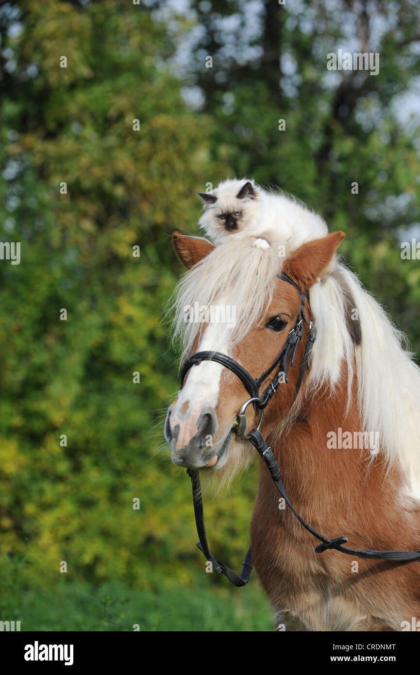 American pony Shetland con un gatto birmano sulla sua testa Foto Stock