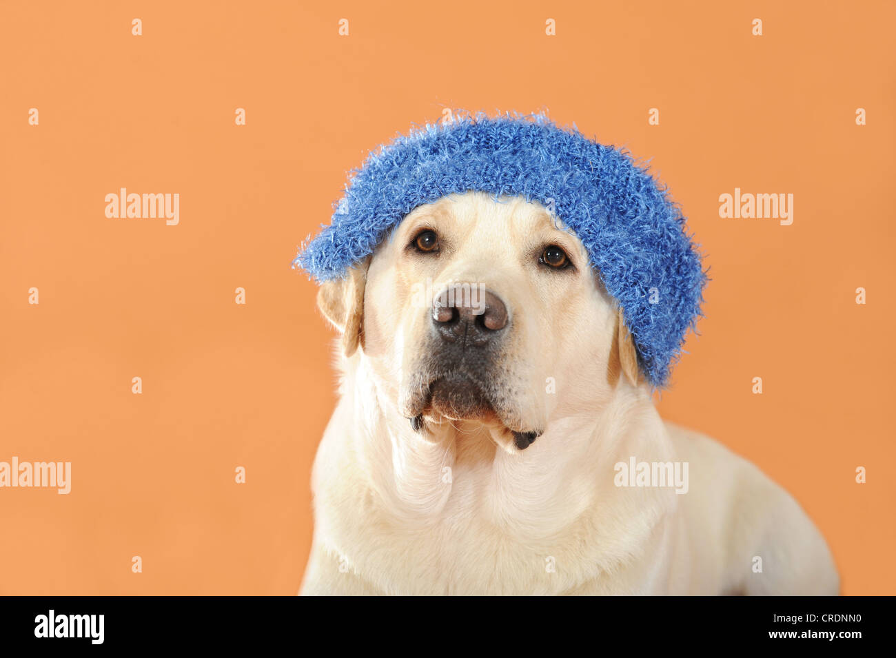 Giallo Labrador Retriever indossando un tappo blu Foto Stock