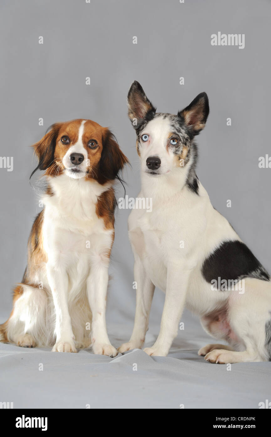 Mixed-razza del cane e un Kooikerhondje, seduta Foto Stock