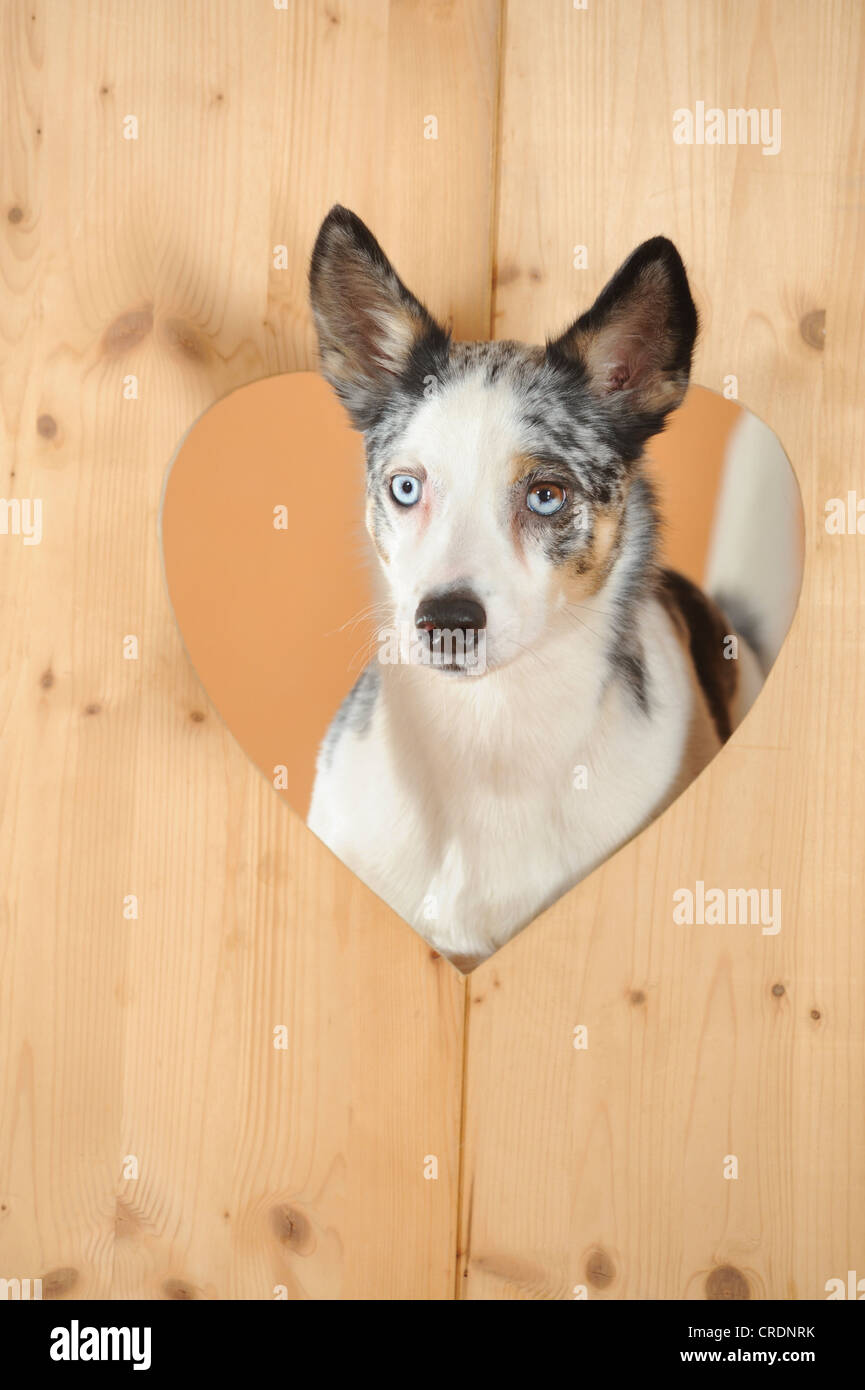 Mixed-razza cane guardando attraverso un cuore di legno Foto Stock