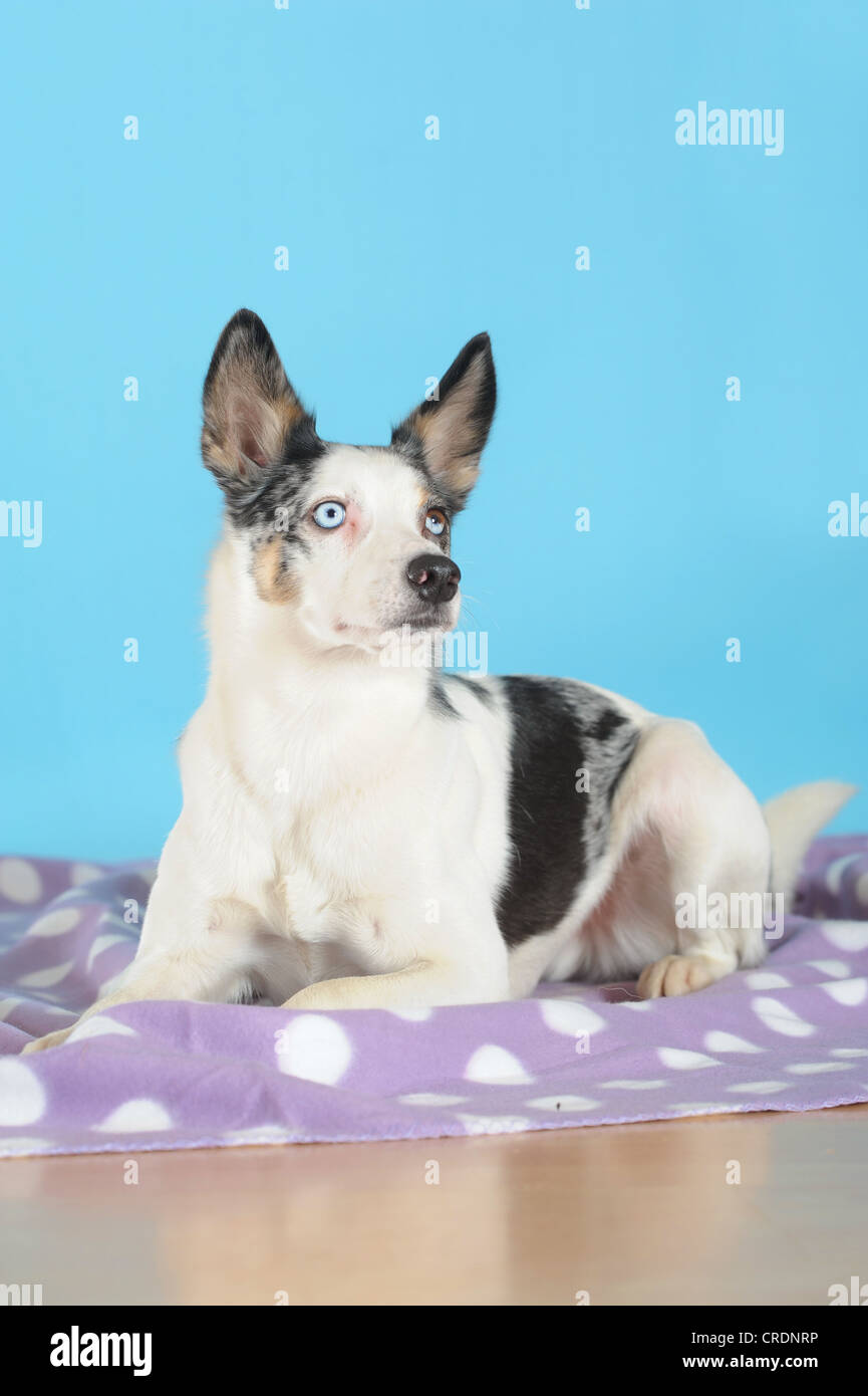 Mixed-razza cane sdraiato su una coperta di viola Foto Stock