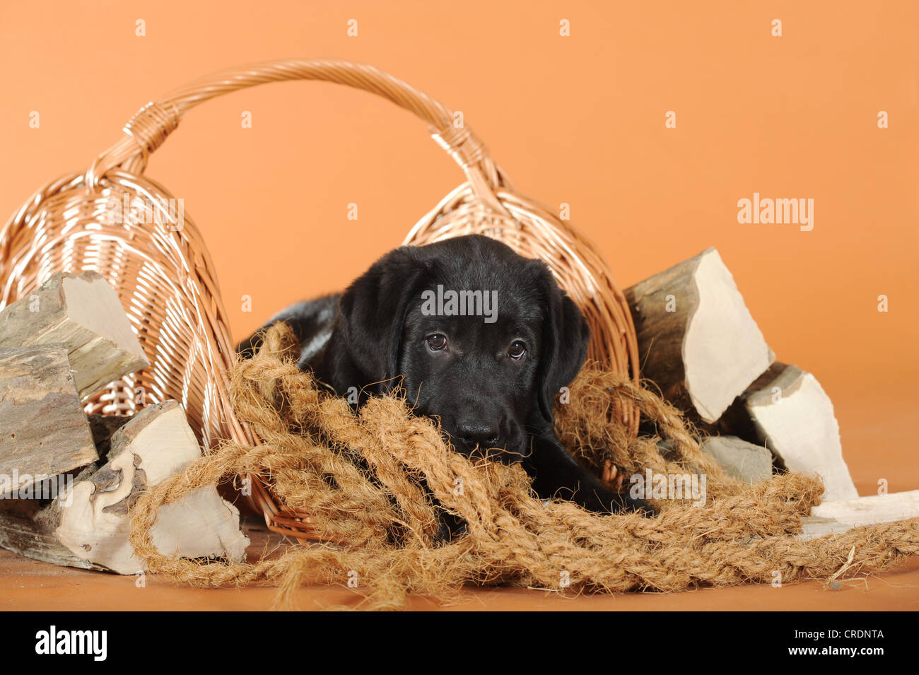 Nero Labrador Retriever cucciolo che giace accanto alla legna da ardere Foto Stock