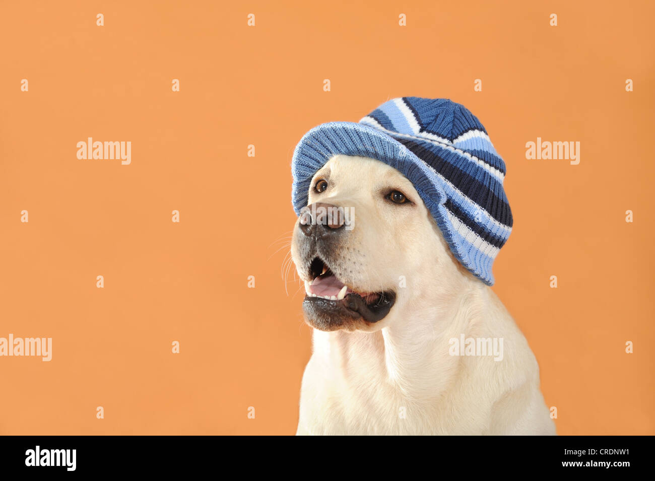 Giallo Labrador Retriever indossando un blu cappuccio a strisce Foto Stock