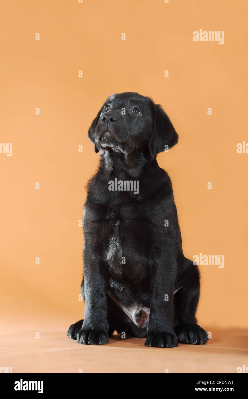 Nero Labrador Retriever cucciolo, seduta, guardando verso l'alto Foto Stock