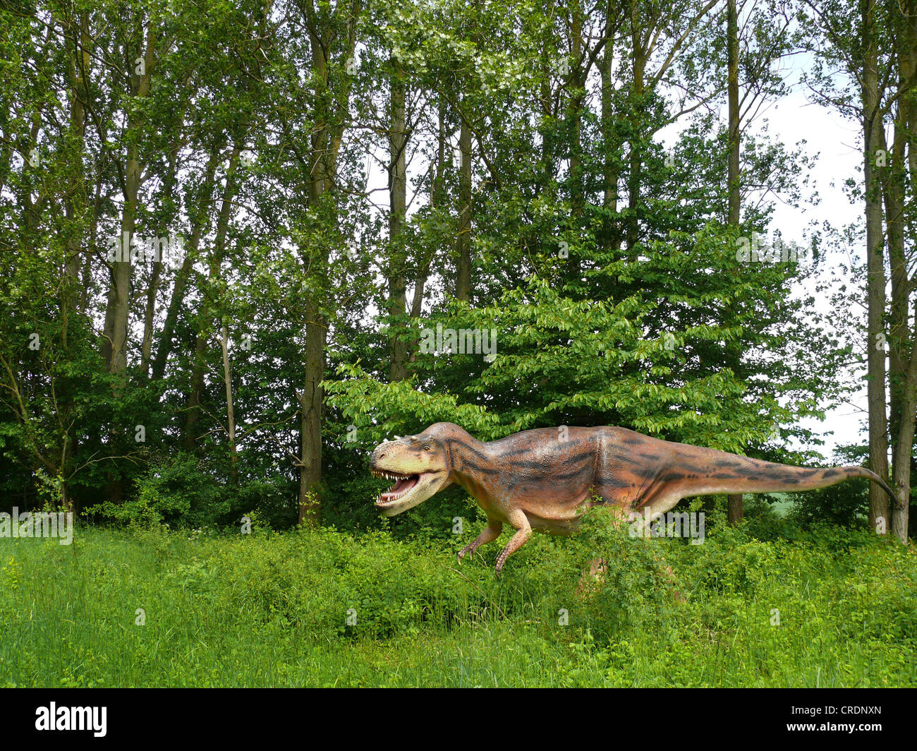 Albertosaurus (Albertosaurus), attaccando Foto Stock