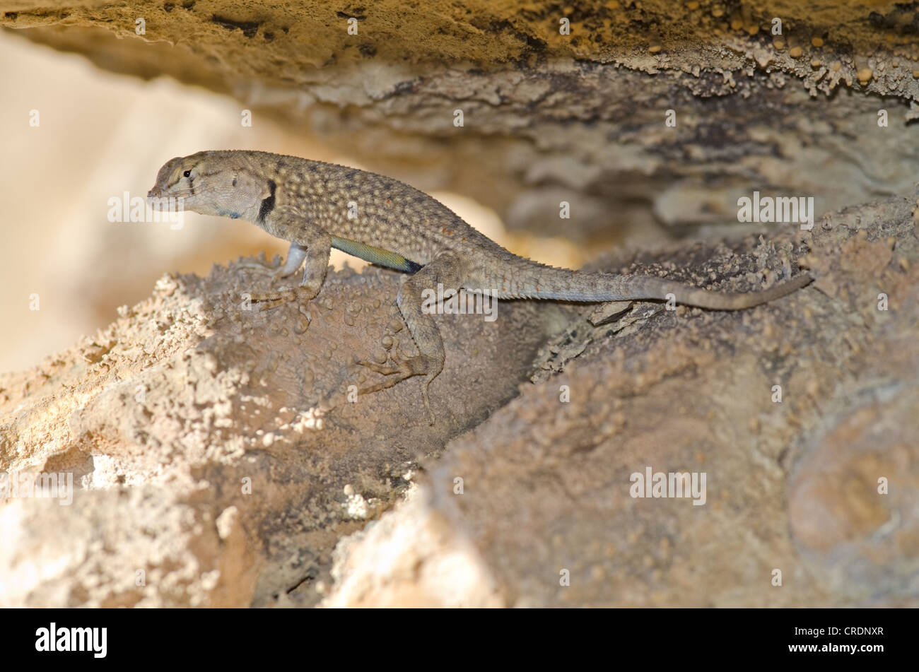 Big Bend Canyon Lizard, (Sceloporus merriami annulatus), Nero Gap Wildlife Management Area, Brewster County, Texas, Stati Uniti d'America. Foto Stock