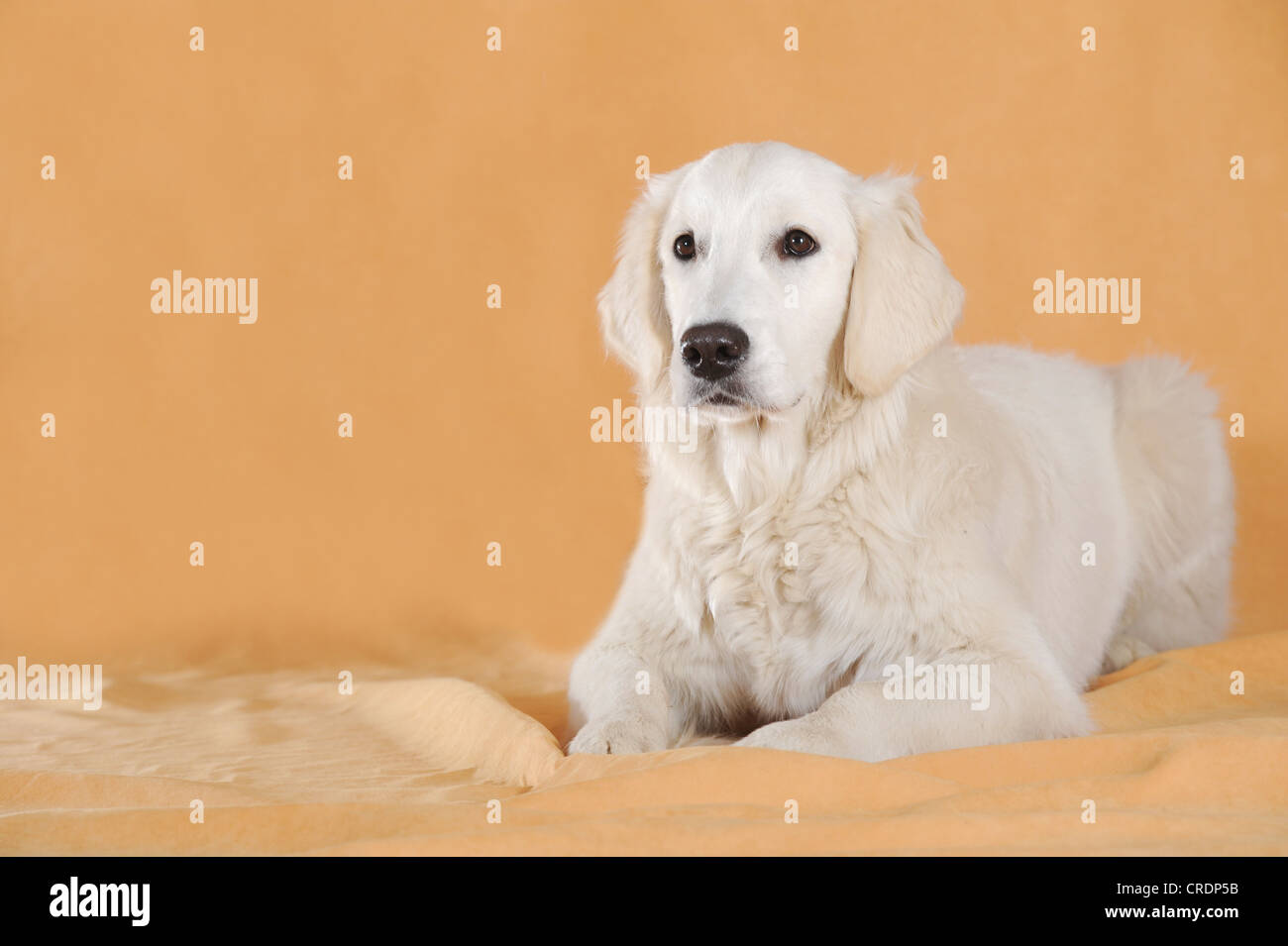 Il Golden Retriever, giacente Foto Stock