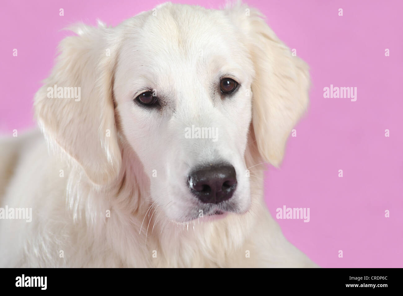 Il Golden Retriever, ritratto, davanti a una parete rosa Foto Stock