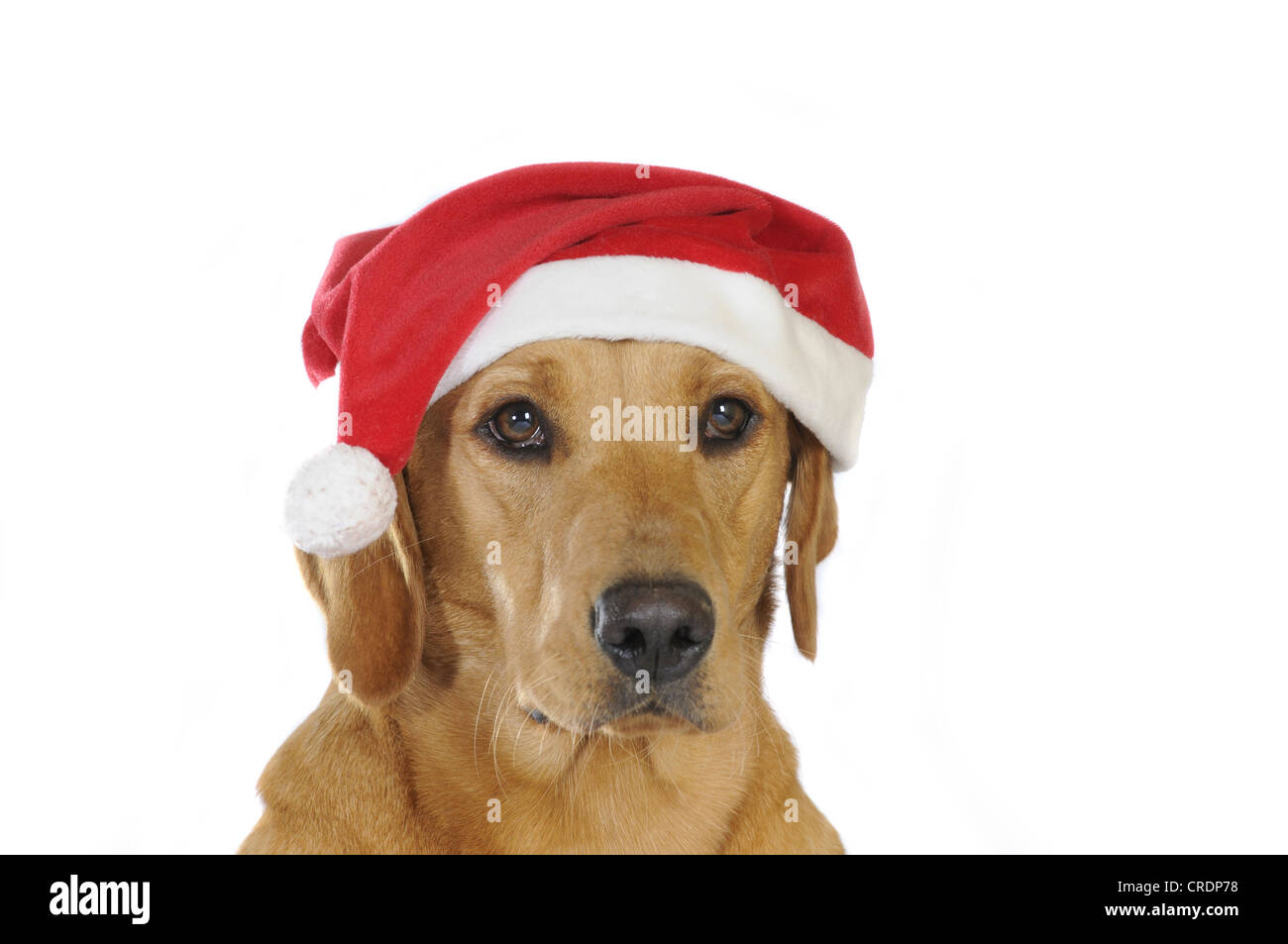 Giallo Labrador Retriever cagna che indossa un cappello da Babbo Natale, ritratto Foto Stock