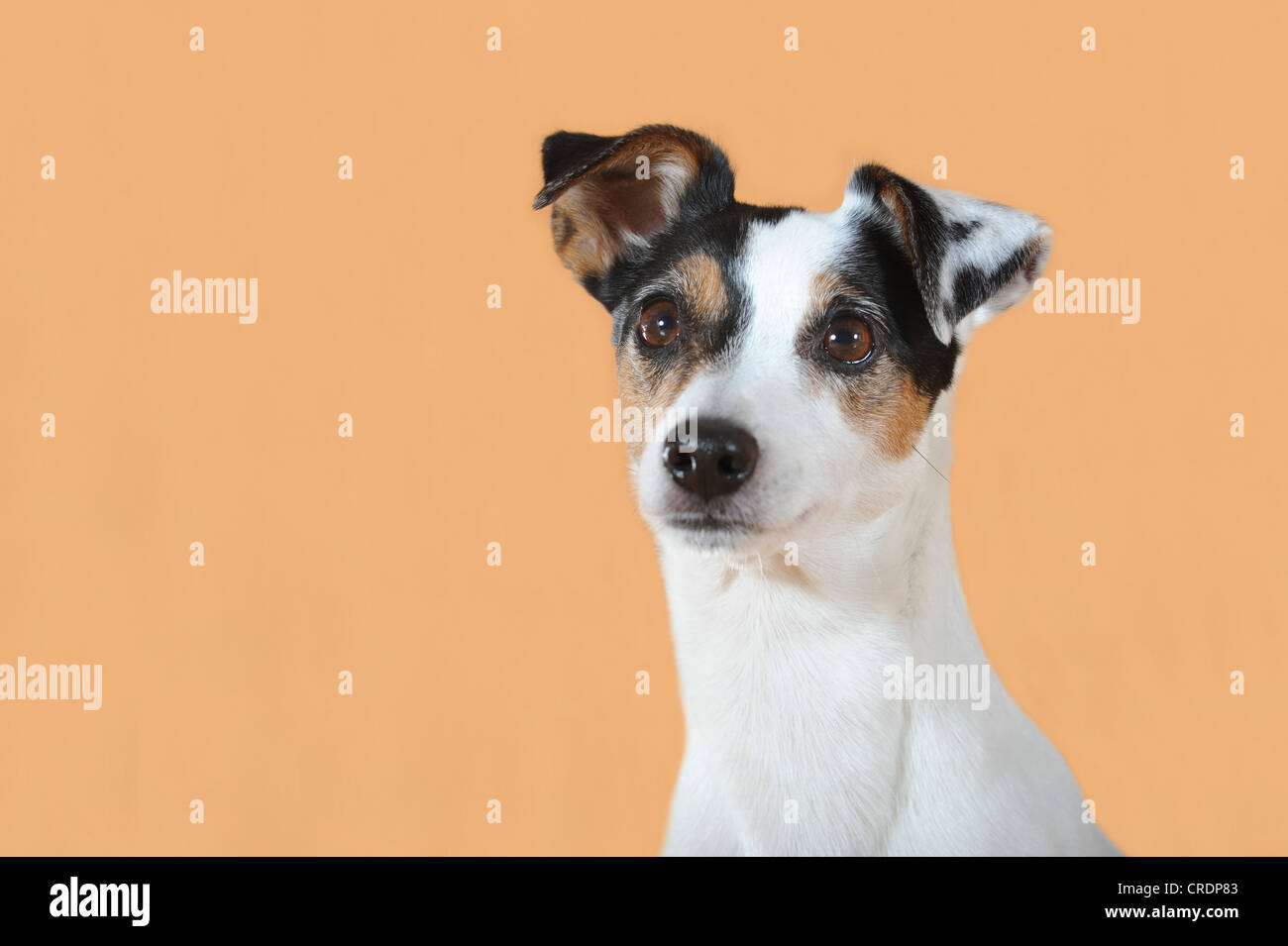 Parson Russell Terrier, ritratto Foto Stock