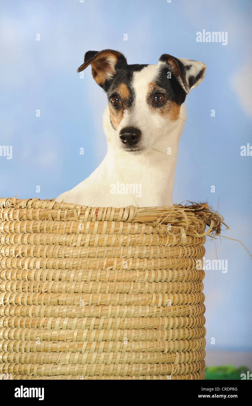 Parson Russell Terrier seduto in un cestello Foto Stock