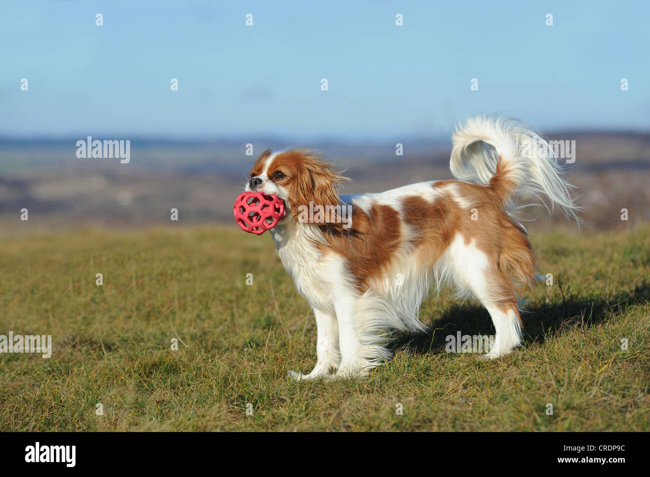 Cavalier King Charles Spaniel, Blenheim colorati, in piedi con un giocattolo in bocca Foto Stock