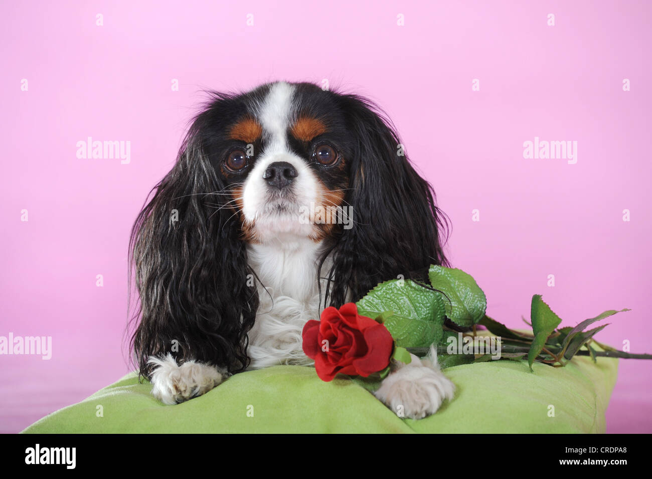 Cavalier King Charles Spaniel, tricolore, Sdraiati accanto a una rosa rossa Foto Stock