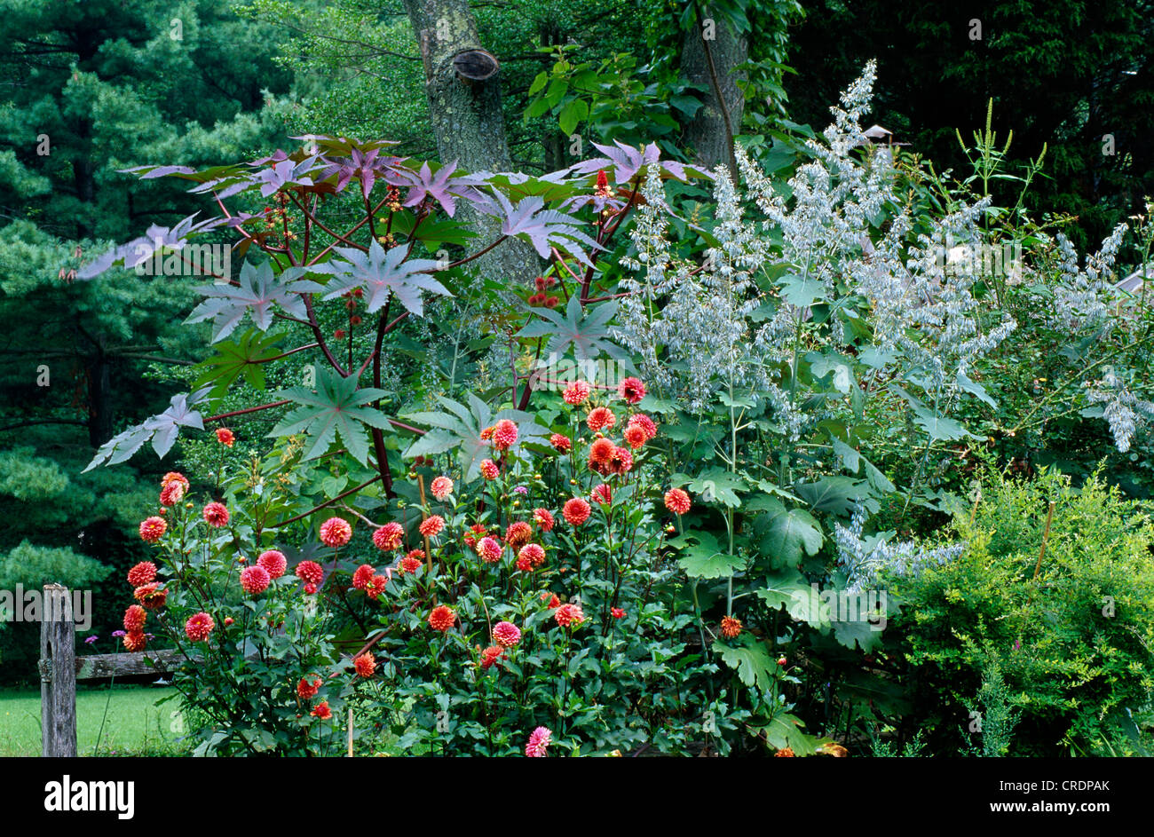 Fine Estate/Autunno combinazione di ricino (Ricinus communis), DAHLIA (DAHLIA ibrido) PENNACCHIO E PAPAVERO (MACLEAYA cordata). Foto Stock