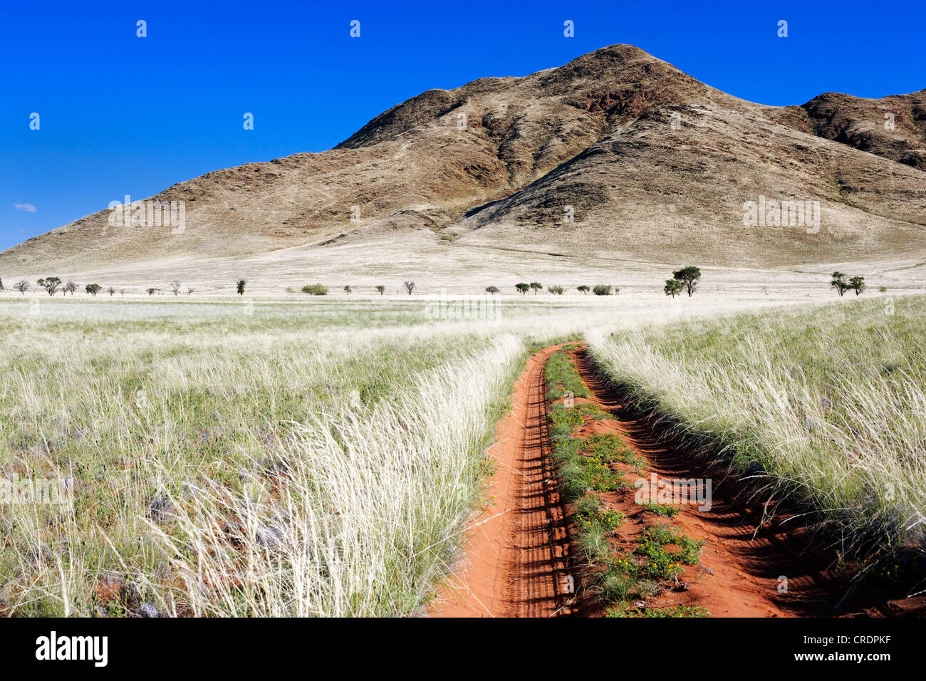 Sporco della pista nel deserto del Namib, Namib Rand Riserva Naturale, Namibia, Africa Foto Stock