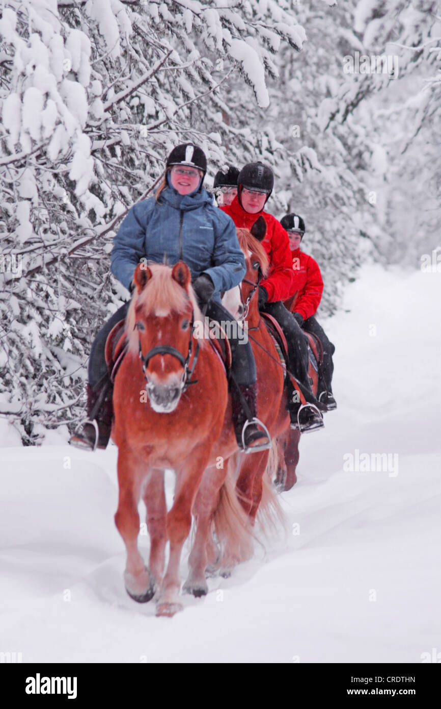 Trekking a cavallo in inverno foresta. Hethes maneggio, Finlandia e Lapponia Foto Stock