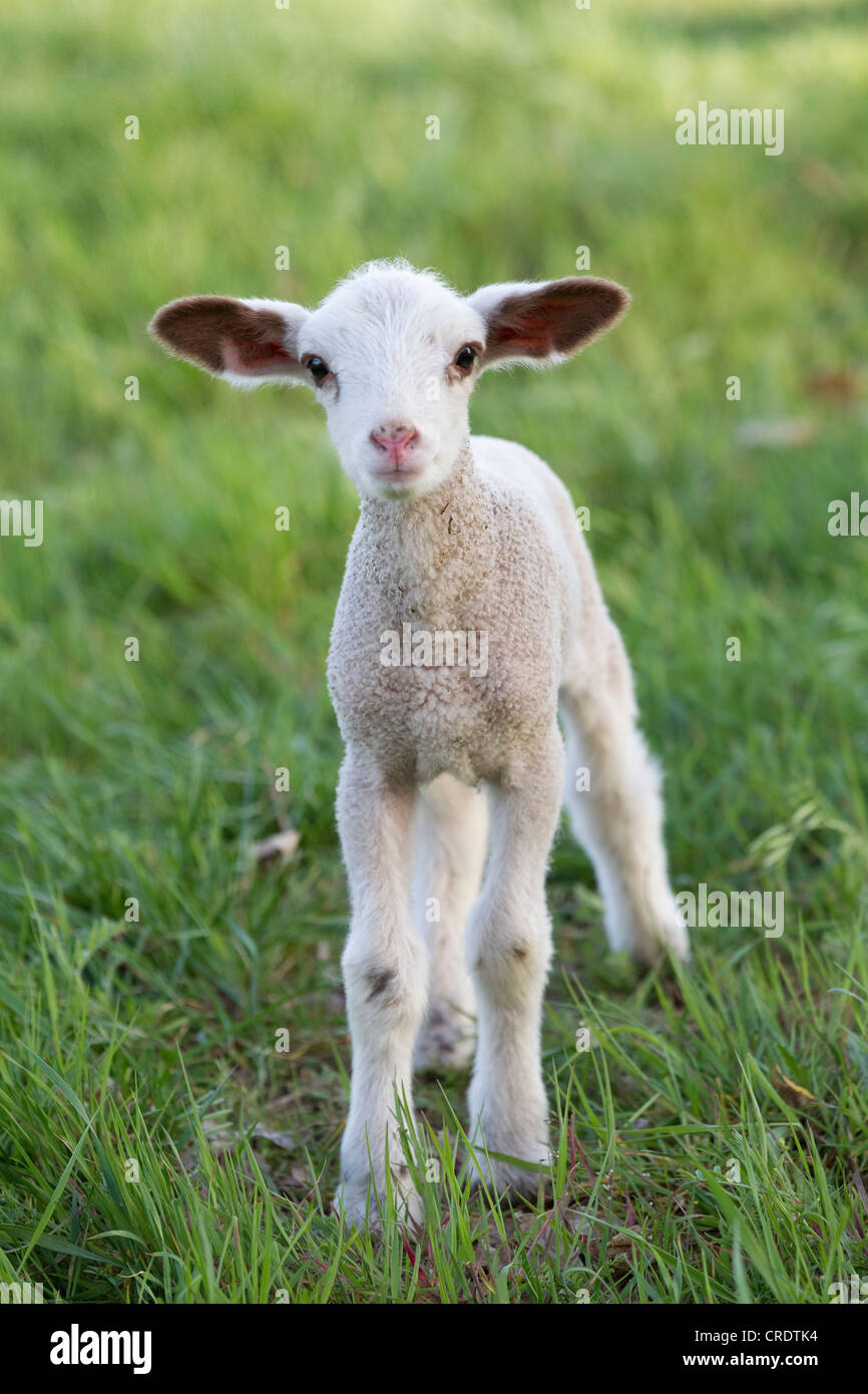 Agnello pasquale, pecore (Ovis orientalis Aries) Foto Stock
