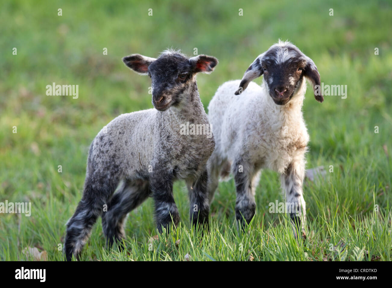 Gli agnelli pasquali, pecore (Ovis orientalis Aries) Foto Stock